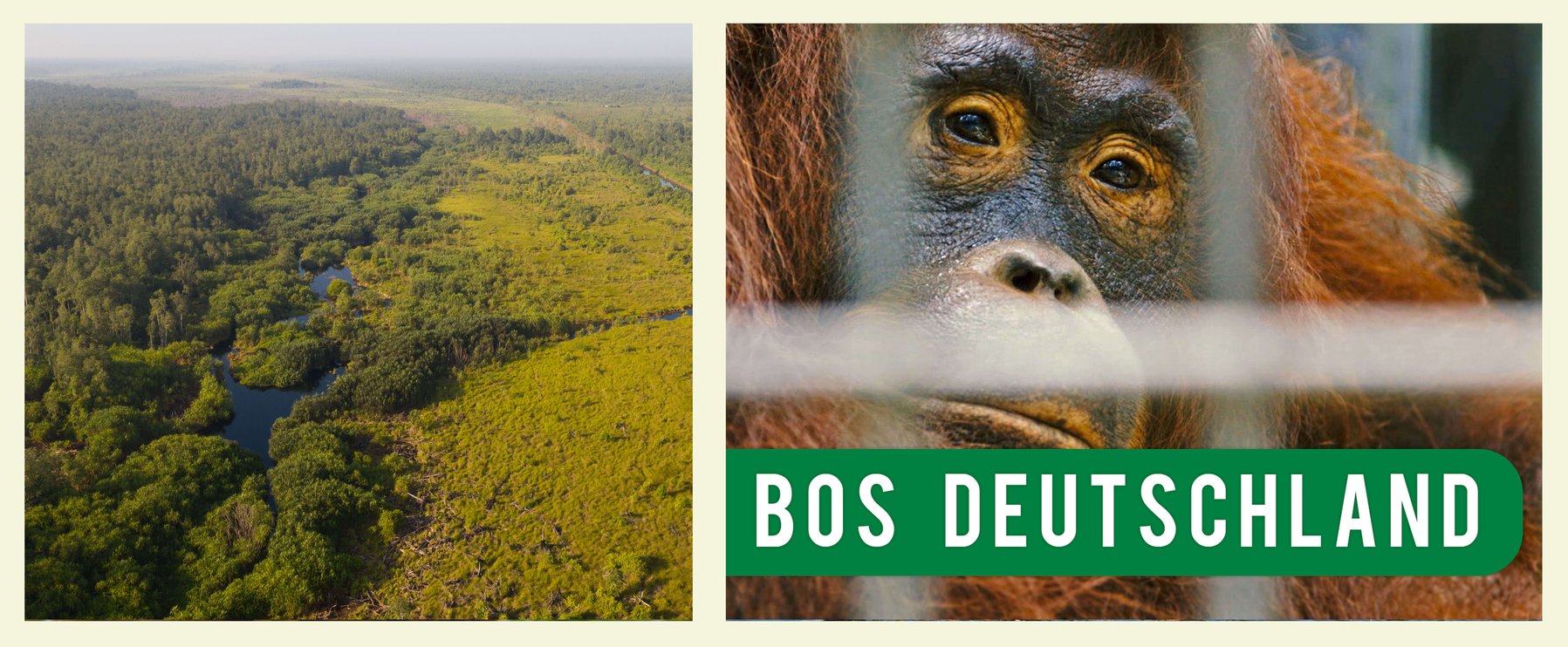 Geteiltes Bild mit einer Waldlandschaft links und einer Nahaufnahme eines Orang-Utans hinter Gittern rechts, darunter der Text „BOS Deutschland“.