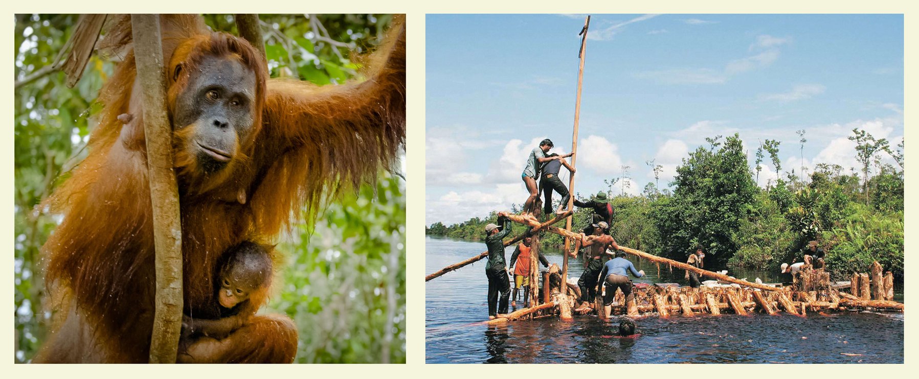 Links klammert sich ein Orang-Utan mit Baby an einen Baum, rechts bauen Menschen auf einem von Bäumen umgebenen Fluss ein Holzfloß.